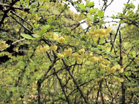 Berberis orthobotrys