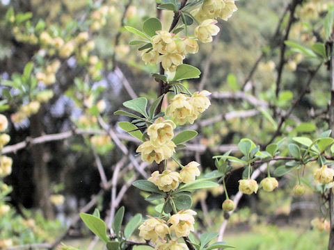 Berberis orthobotrys