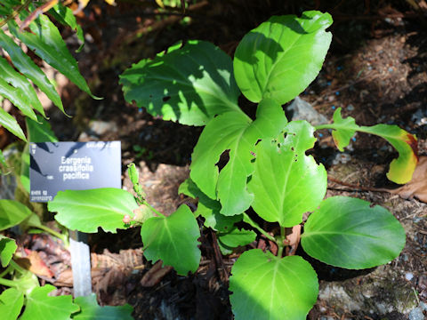 Bergenia crassifolia var. pacifica