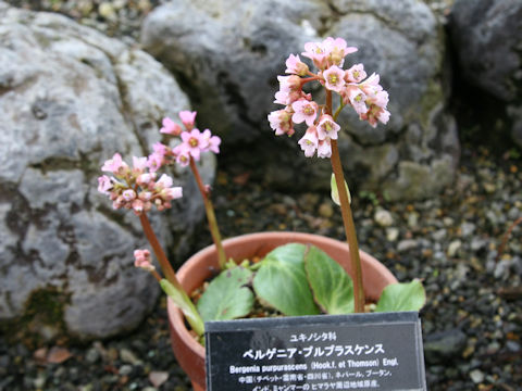 Bergenia purpurascens