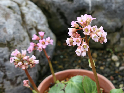 Bergenia purpurascens