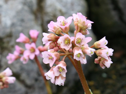 Bergenia purpurascens