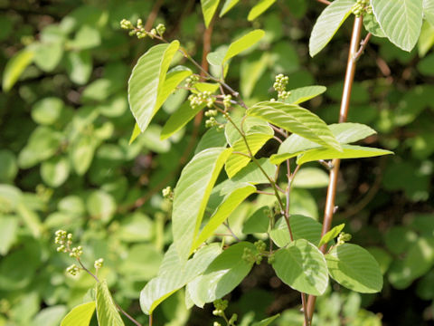 Berchemia scandens