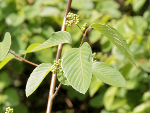 Berchemia scandens