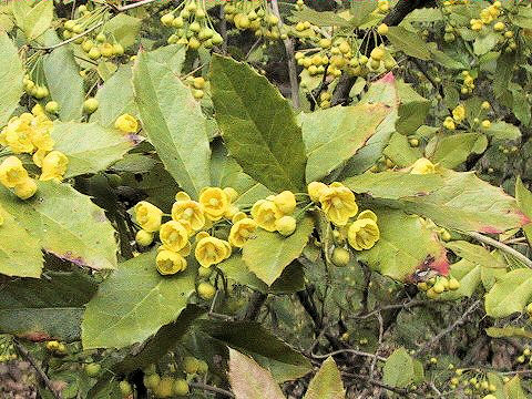 Berberis thunbergii var. serratifolia