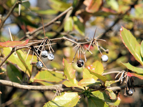 Berberis thunbergii var. serratifolia