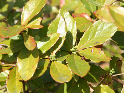 Berberis thunbergii var. serratifolia