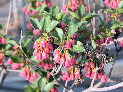 Enkianthus campanulatus var. rubicundus