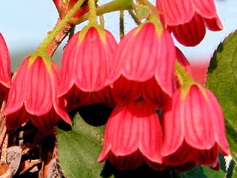 Enkianthus campanulatus var. rubicundus