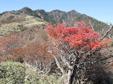 Enkianthus campanulatus var. rubicundus