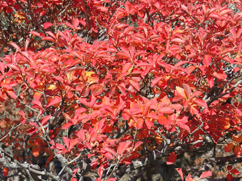 Enkianthus campanulatus var. rubicundus