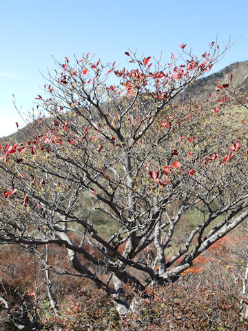 Enkianthus campanulatus var. rubicundus