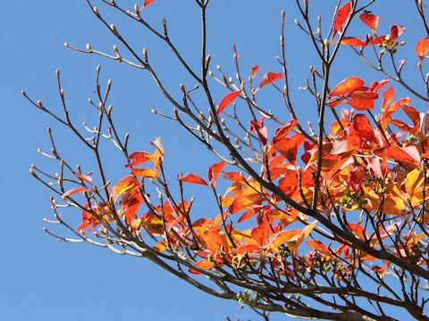 Enkianthus campanulatus var. rubicundus