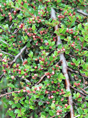 Cotoneaster horizontalis