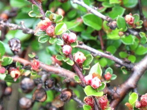 Cotoneaster horizontalis