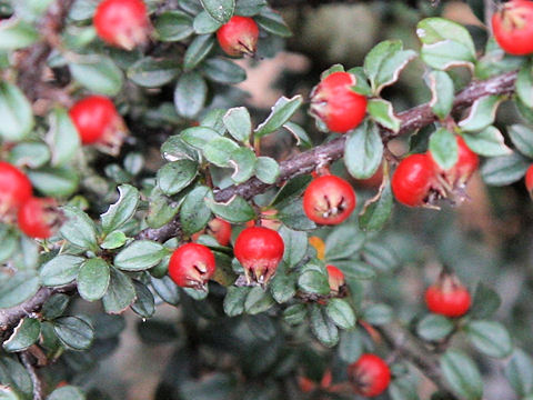 Cotoneaster horizontalis