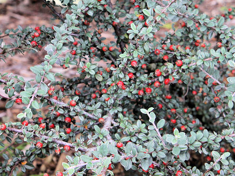 Cotoneaster horizontalis