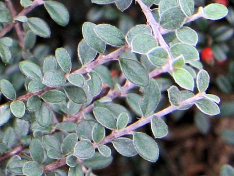 Cotoneaster horizontalis