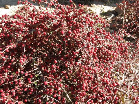 Cotoneaster horizontalis