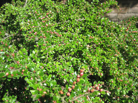 Cotoneaster horizontalis