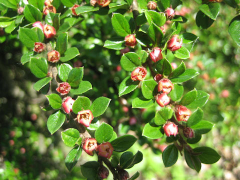 Cotoneaster horizontalis