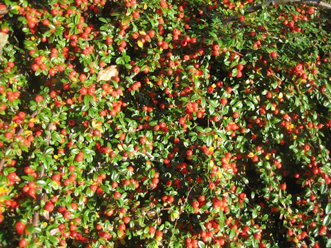 Cotoneaster horizontalis