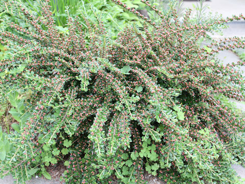 Cotoneaster horizontalis