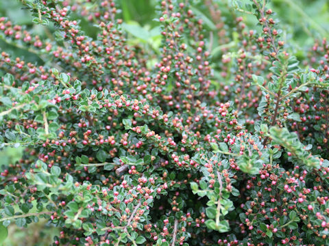 Cotoneaster horizontalis