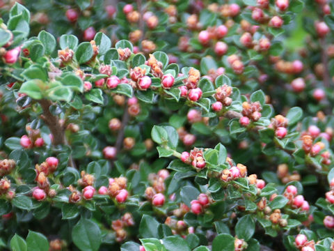 Cotoneaster horizontalis