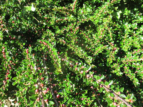 Cotoneaster horizontalis