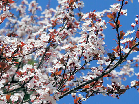 Prunus cerasifera var. atropurpurea