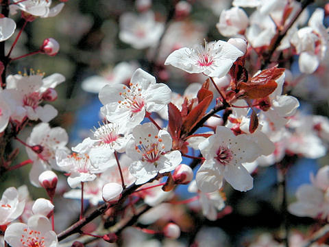 Prunus cerasifera var. atropurpurea