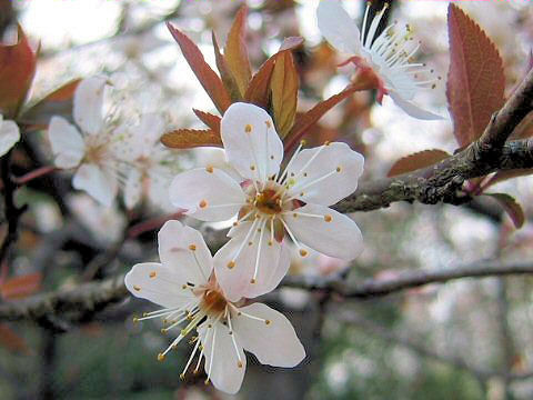 Prunus cerasifera var. atropurpurea