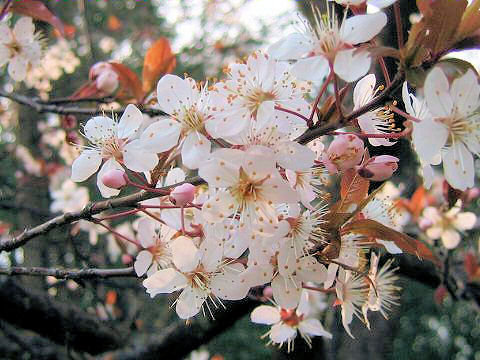 Prunus cerasifera var. atropurpurea