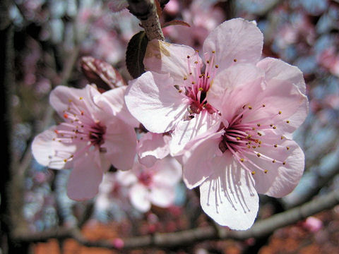 Prunus cerasifera var. atropurpurea