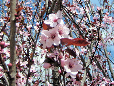 Prunus cerasifera var. atropurpurea