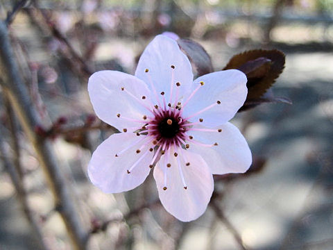 Prunus cerasifera var. atropurpurea