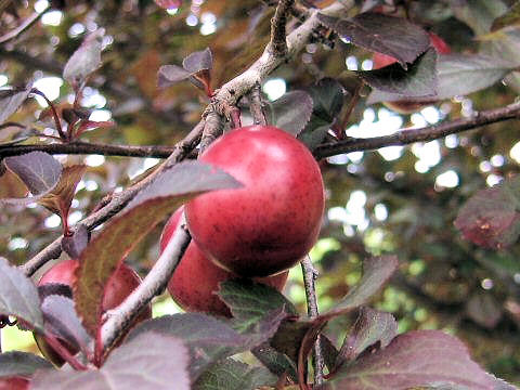 Prunus cerasifera var. atropurpurea