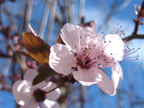 Prunus cerasifera var. atropurpurea