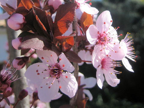 Prunus cerasifera var. atropurpurea