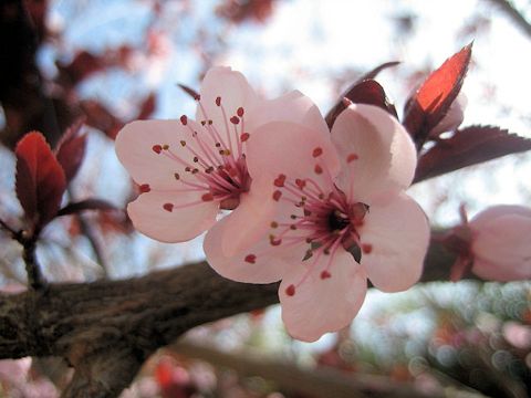 Prunus cerasifera var. atropurpurea