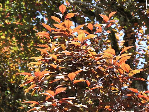 Prunus cerasifera var. atropurpurea