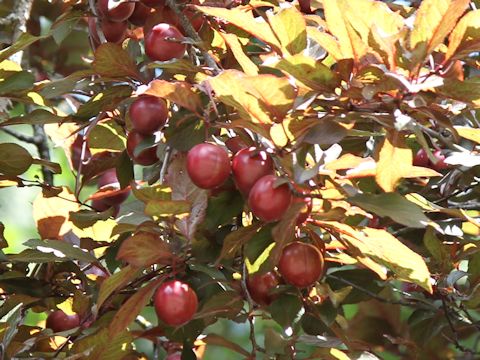 Prunus cerasifera var. atropurpurea