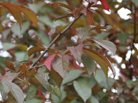 Prunus cerasifera var. atropurpurea