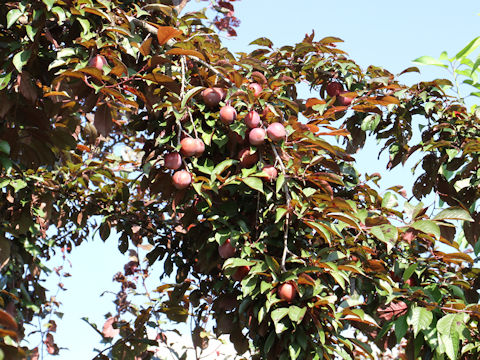 Prunus cerasifera var. atropurpurea