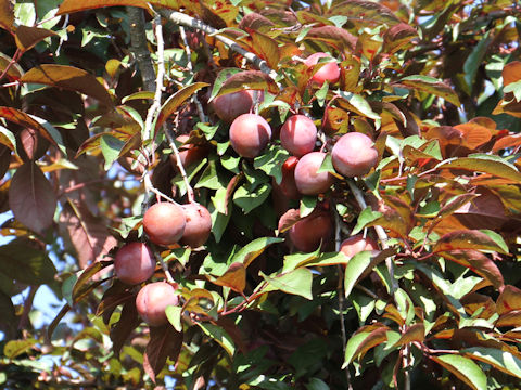 Prunus cerasifera var. atropurpurea