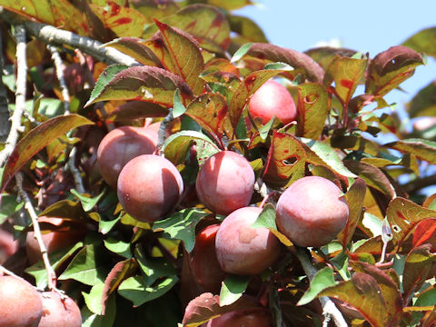 Prunus cerasifera var. atropurpurea