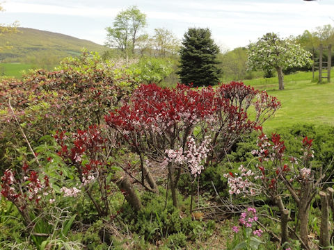 Prunus cerasifera var. atropurpurea