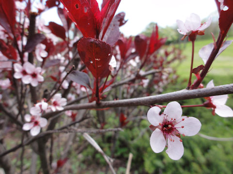 Prunus cerasifera var. atropurpurea