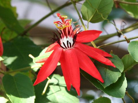 Passiflora coccinea